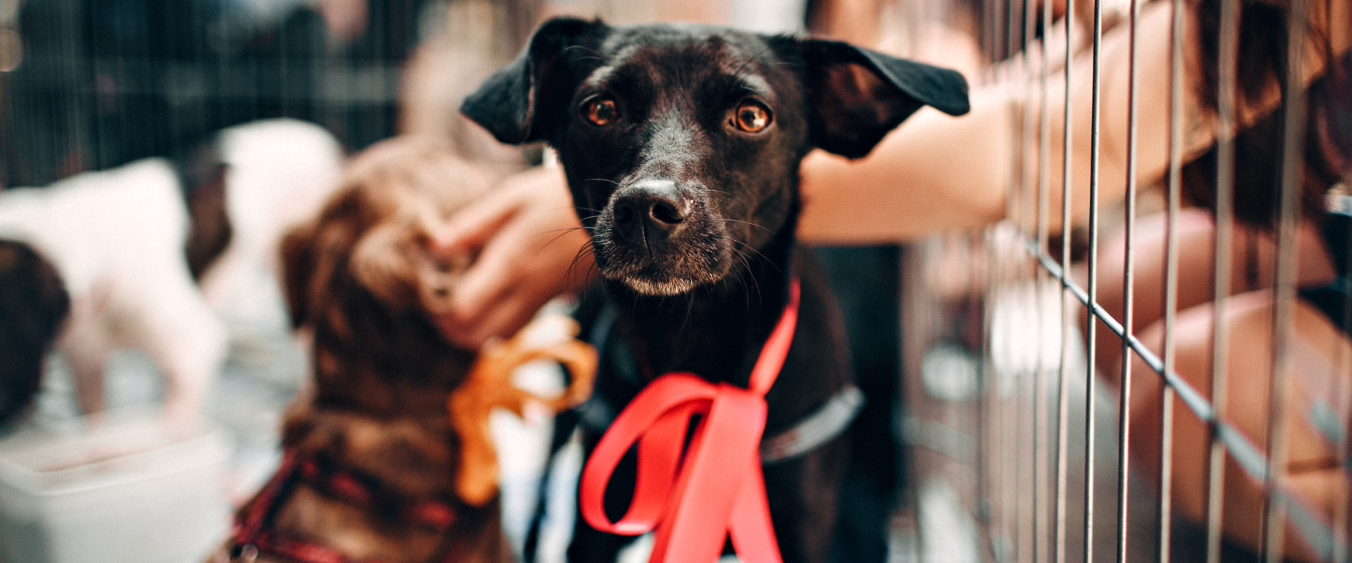 Animal Adoption Process